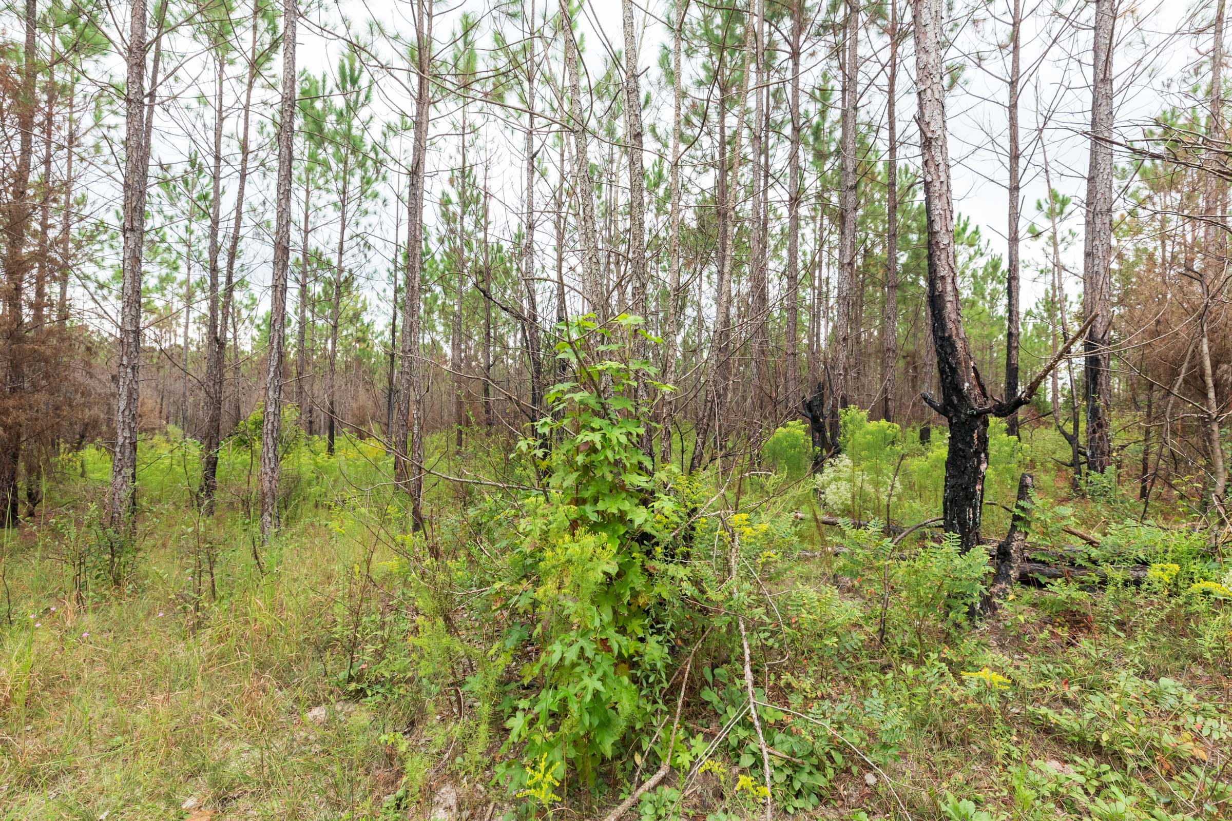 Tract 10 at Jacksons Gap in Barbour County, Alabama