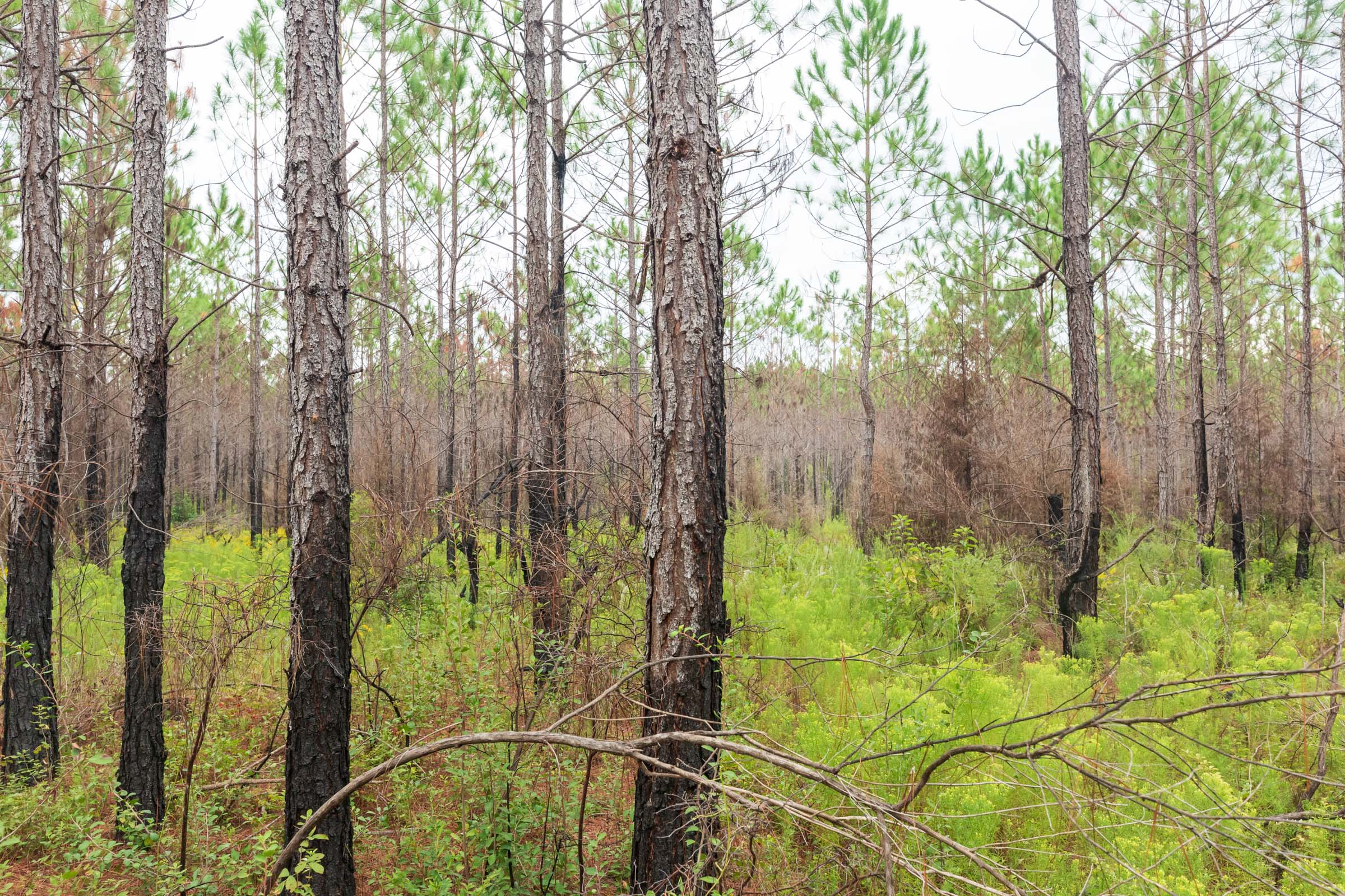 Tract 11 at Jacksons Gap in Barbour County, Alabama