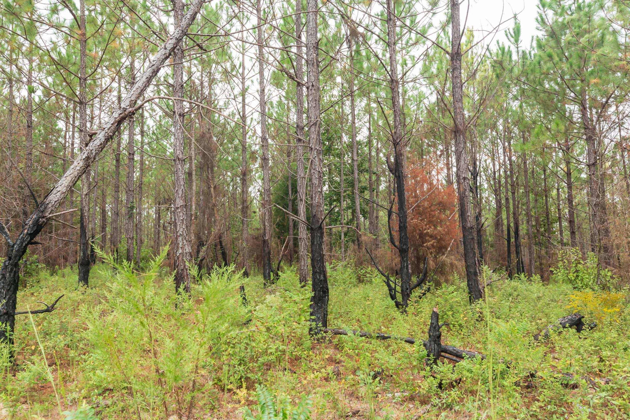Tract 12 at Jacksons Gap in Barbour County, Alabama