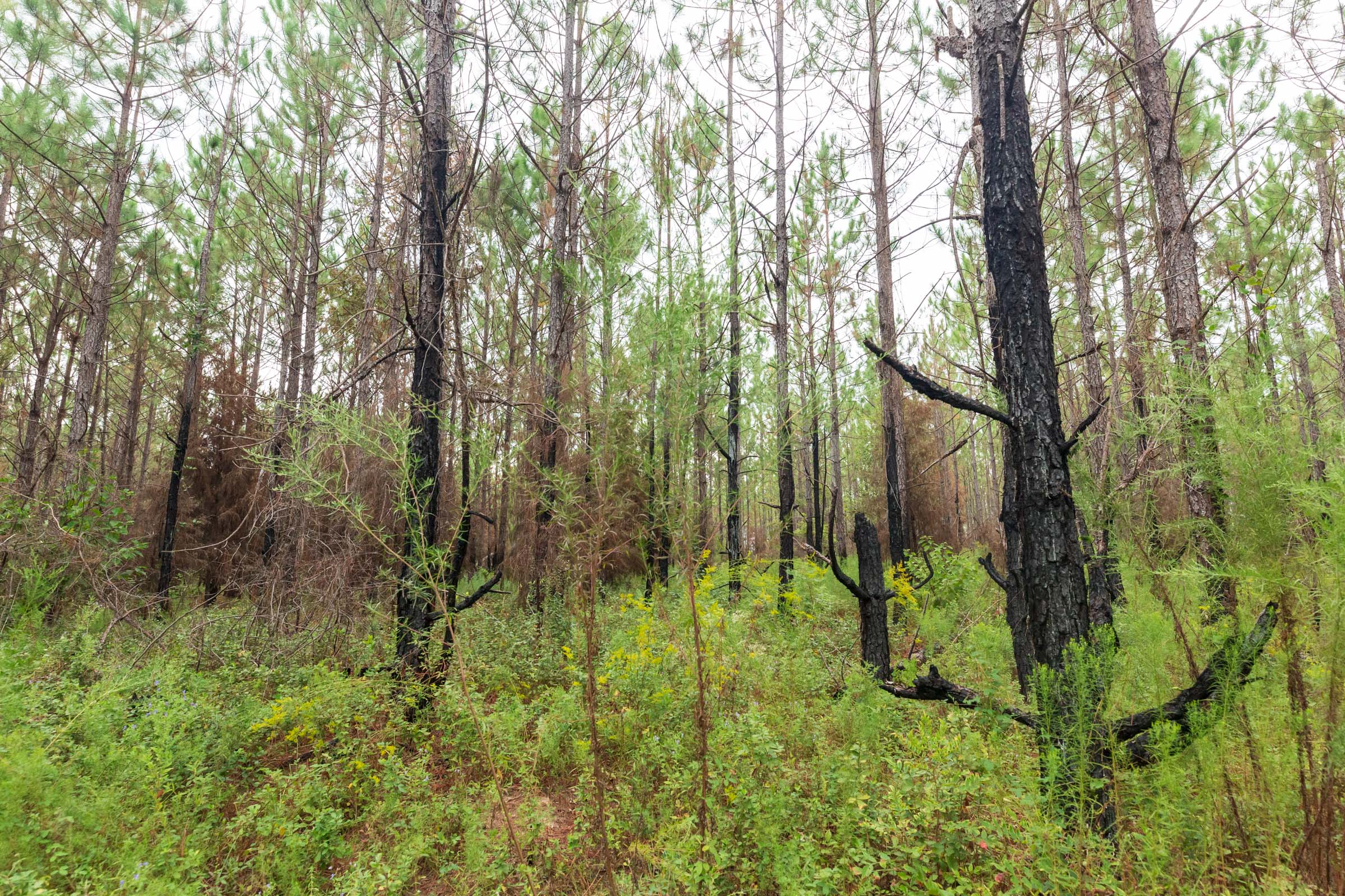 Tract 13 at Jacksons Gap in Barbour County, Alabama