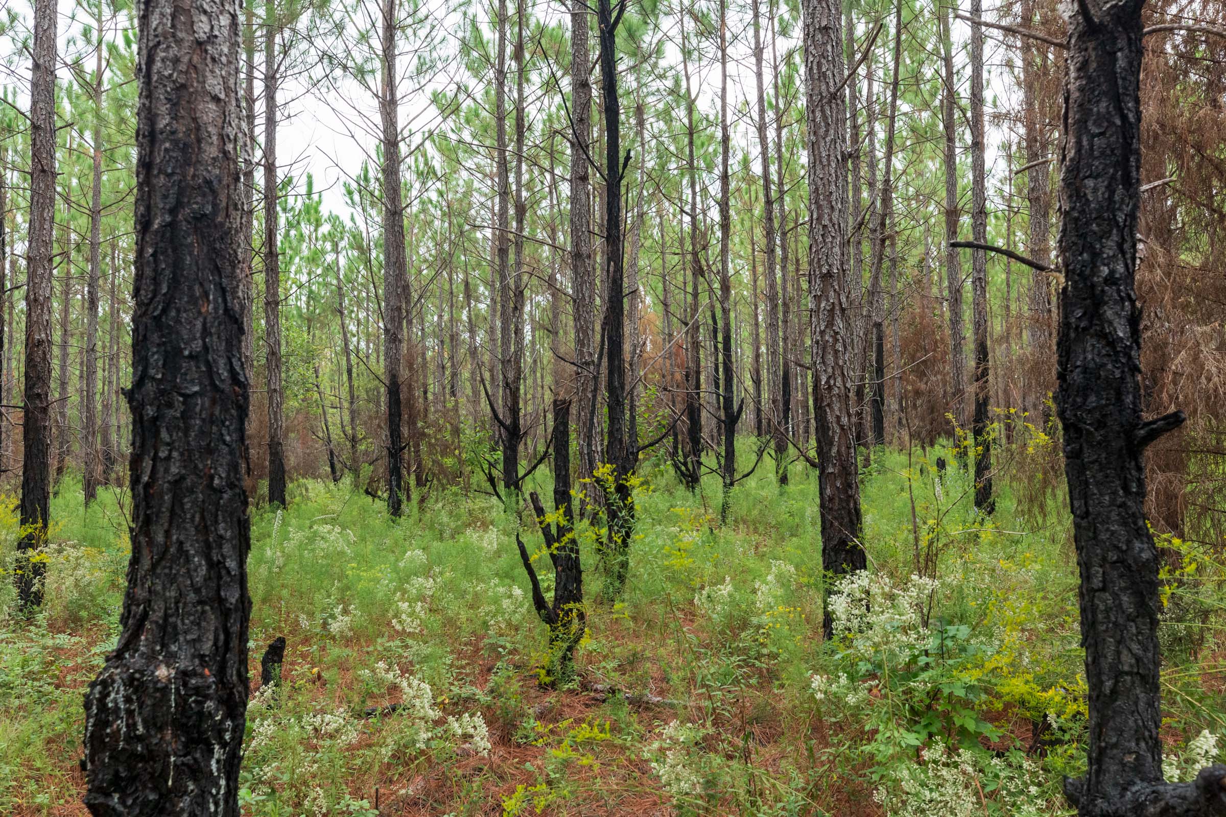 Tract 14 at Jacksons Gap in Barbour County, Alabama