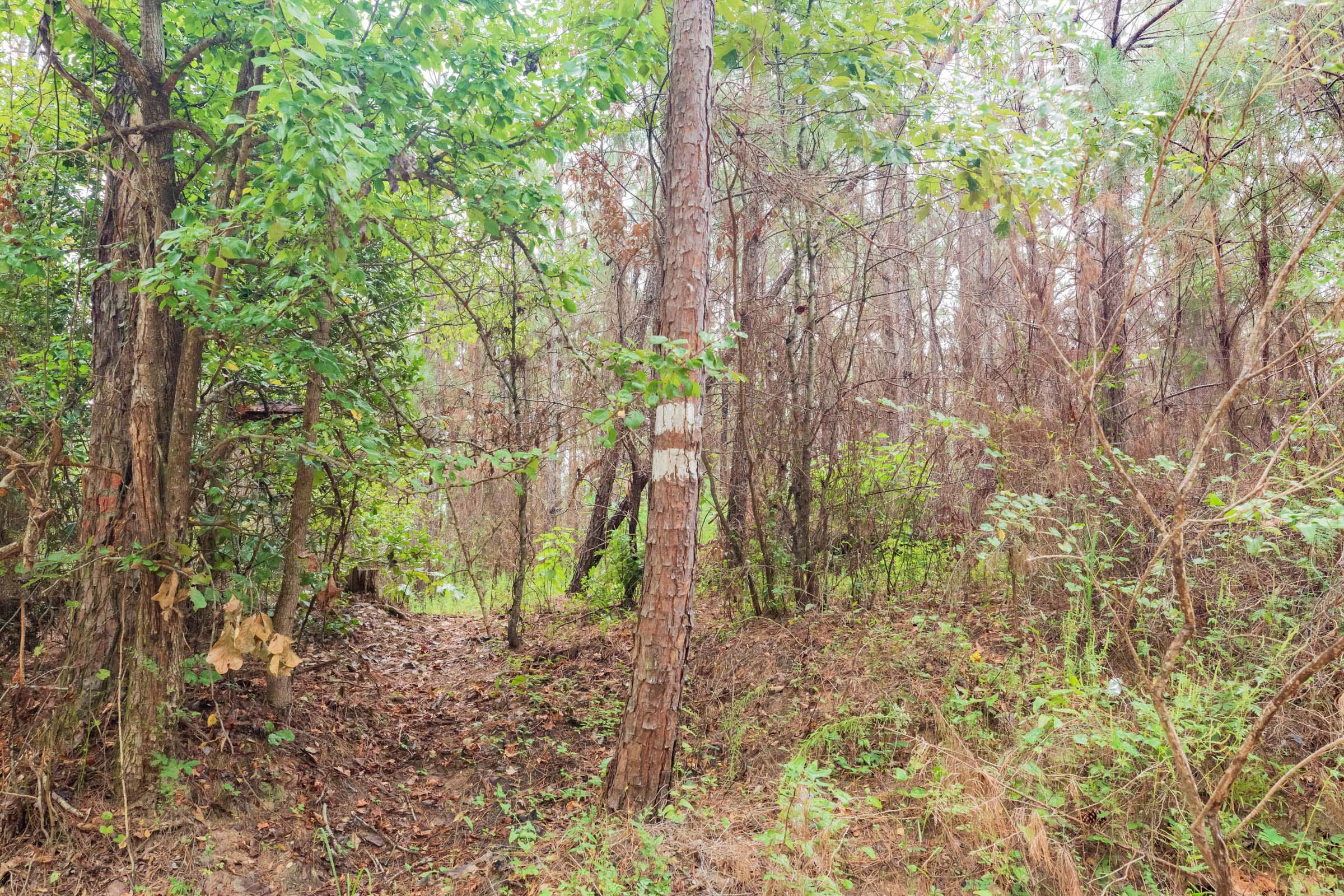 Tract 2 at Jacksons Gap in Barbour County, Alabama