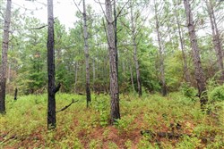 Jacksons Gap Tract 3