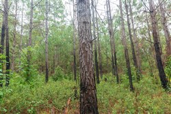 Jacksons Gap Tract 3