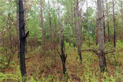 Jacksons Gap Tract 3