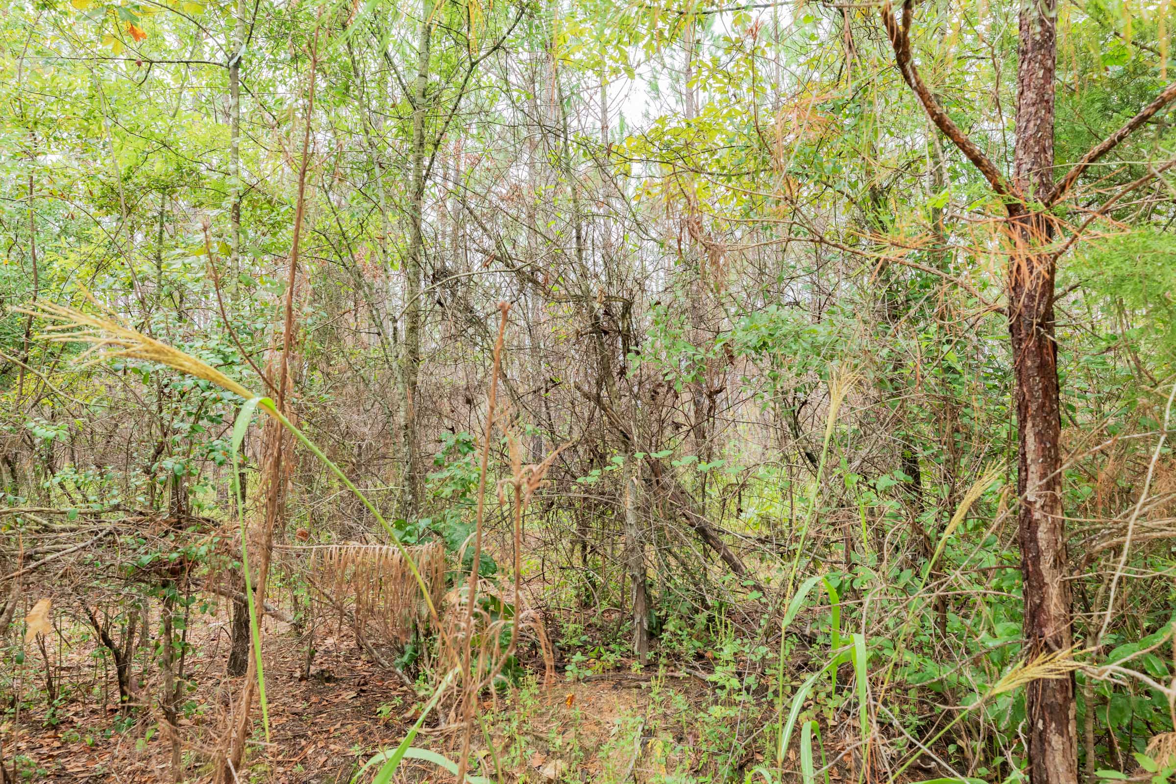 Tract 5 at Jacksons Gap in Barbour County, Alabama