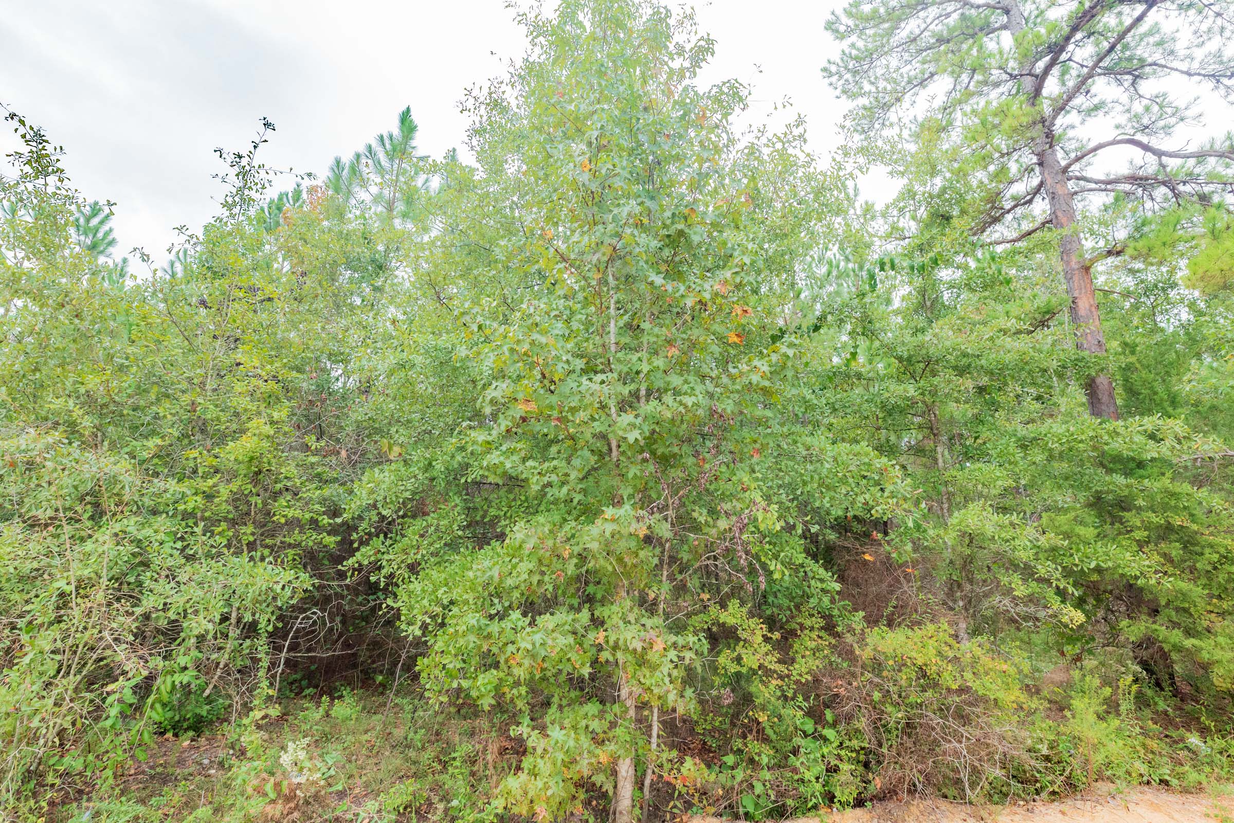 Tract 7 at Jacksons Gap in Barbour County, Alabama