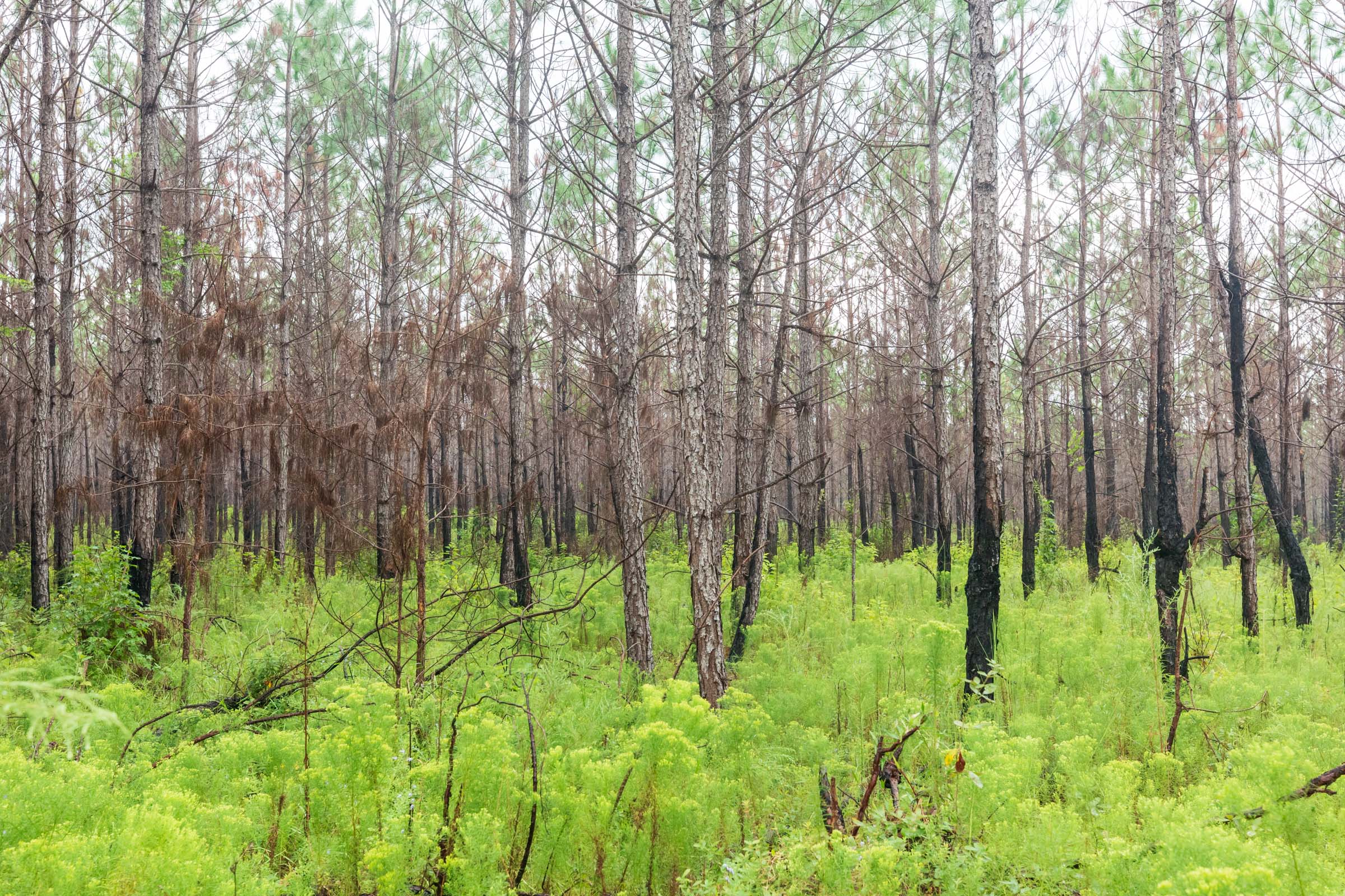 Tract 8 at Jacksons Gap in Barbour County, Alabama