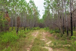 Jacksons Gap Tract 9