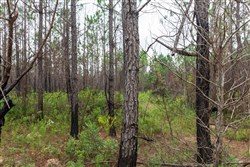 Jacksons Gap Tract 9