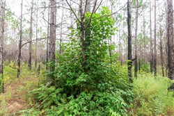 Jacksons Gap Tract 9