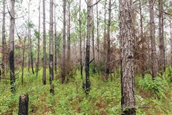 Jacksons Gap Tract 9