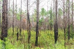 Jacksons Gap Tract 9