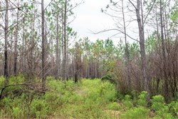 Jacksons Gap Tract 9