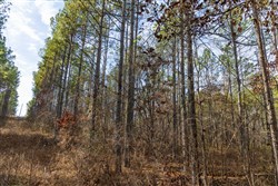 Lightning Ridge Tract 1