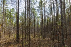 Lightning Ridge Tract 1