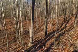 Lightning Ridge Tract 101