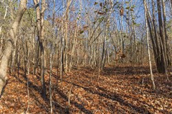 Lightning Ridge Tract 101