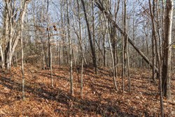 Lightning Ridge Tract 102