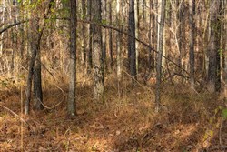 Lightning Ridge Tract 103