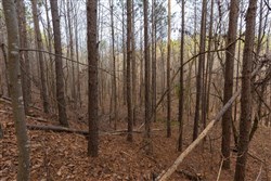 Lightning Ridge Tract 104