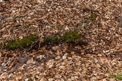 Lightning Ridge Tract 105