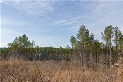 Lightning Ridge Tract 106