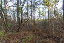 Lightning Ridge Tract 110