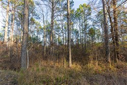 Lightning Ridge Tract 110