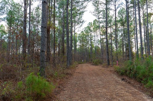 Lightning Ridge Tract 111