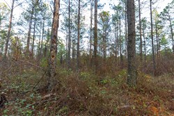 Lightning Ridge Tract 111