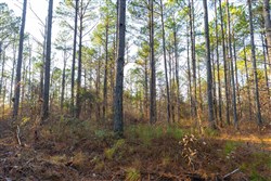 Lightning Ridge Tract 112