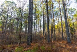 Lightning Ridge Tract 114