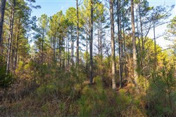 Lightning Ridge Tract 114