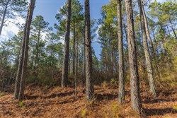 Lightning Ridge Tract 115