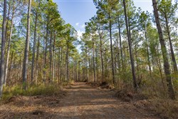 Lightning Ridge Tract 115