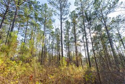 Lightning Ridge Tract 116