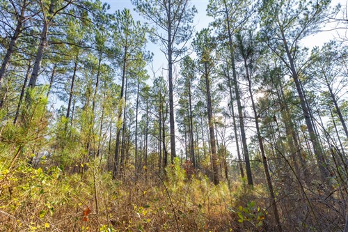 Lightning Ridge Tract 116