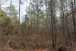 Lightning Ridge Tract 118