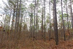 Lightning Ridge Tract 119