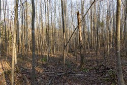 Lightning Ridge Tract 12