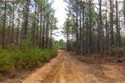 Lightning Ridge Tract 120