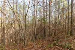 Lightning Ridge Tract 120