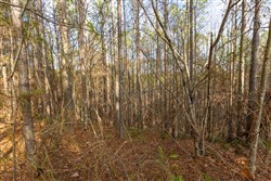 Lightning Ridge Tract 120