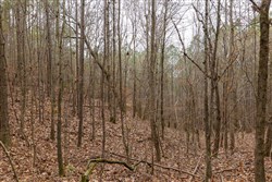 Lightning Ridge Tract 121