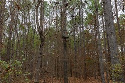 Lightning Ridge Tract 121