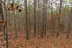 Lightning Ridge Tract 124