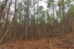 Lightning Ridge Tract 125