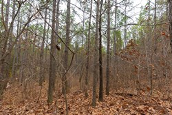 Lightning Ridge Tract 125