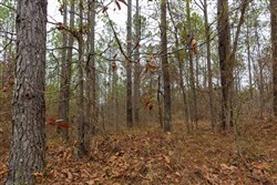 Lightning Ridge Tract 126